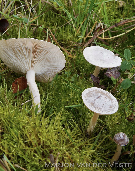 Giftige weidetrechterzwam - Clitocybe rivulosa